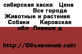 l: сибирская хаски › Цена ­ 10 000 - Все города Животные и растения » Собаки   . Кировская обл.,Леваши д.